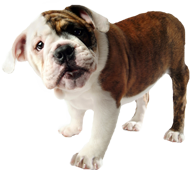 bulldogpup1