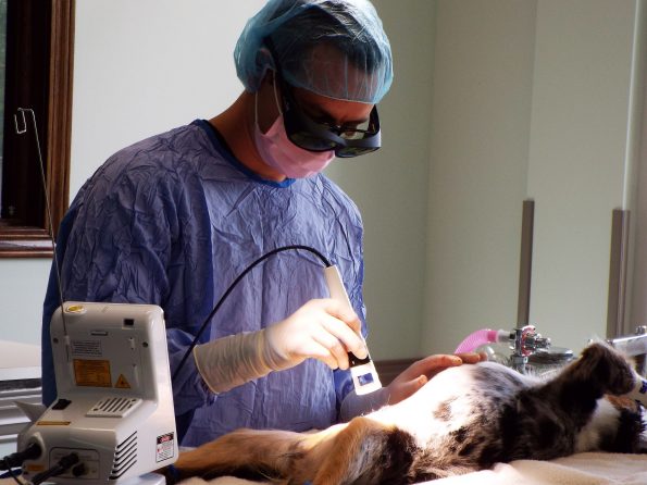 Cold Laser Therapy Veterinarians Kansas City Platte